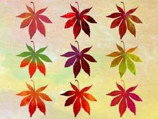 秋叶的各种颜色