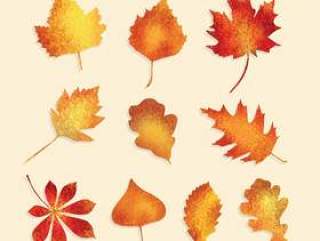 纹理的秋天树叶矢量