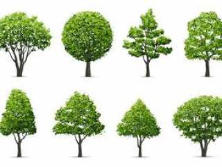 Collection of tree isolated on white background.