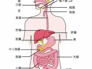 消化器官名称