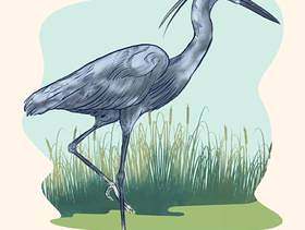 芦苇和沼泽背景例证的苍鹭鸟