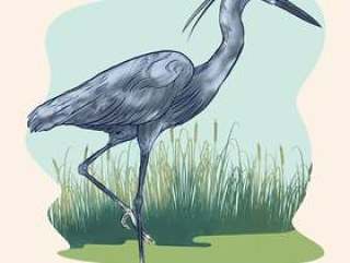 芦苇和沼泽背景例证的苍鹭鸟