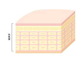 皮肤_D_到角质层的截面图