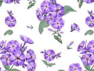 手拉的紫色福禄考样式