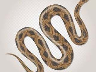 在透明背景例证的棕色Python热带蛇