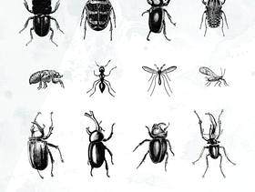 20款昆虫剪影矢量素材下载