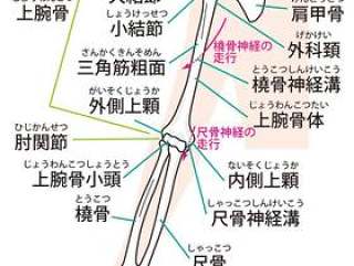 上肢骨（前侧）