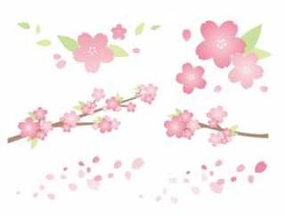 桜