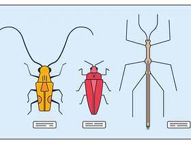 昆虫集合矢量