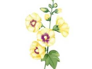 手拉的黄色蜀葵花例证