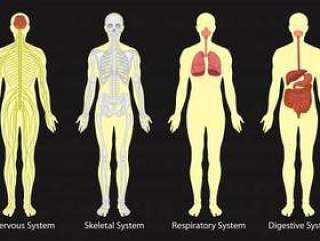 人体系统图