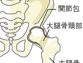 髋关节名称