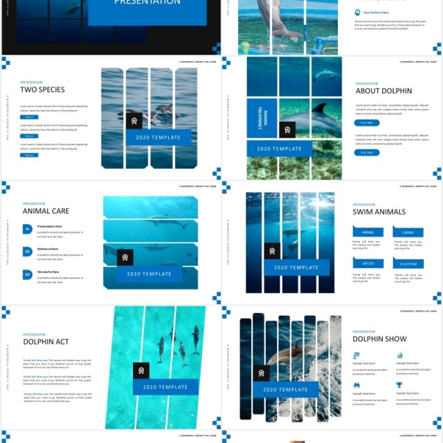 简约蓝色海豚宣传介绍PPT模板Dolphine Species Templates 简约蓝色海豚宣传介绍PPT模板Dolphine Species Templates