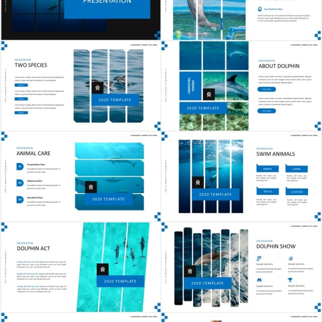 简约蓝色海豚宣传介绍PPT模板Dolphine Species Templates