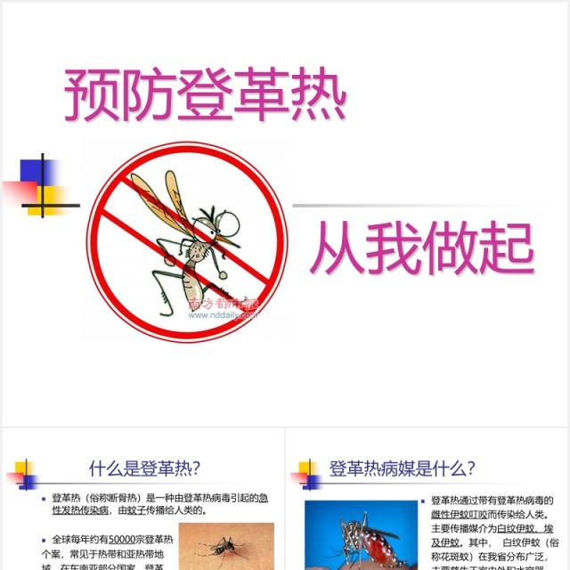 简洁幼儿园预防登革热传染病知识课件PPT模板 简洁幼儿园预防登革热传染病知识课件PPT模板