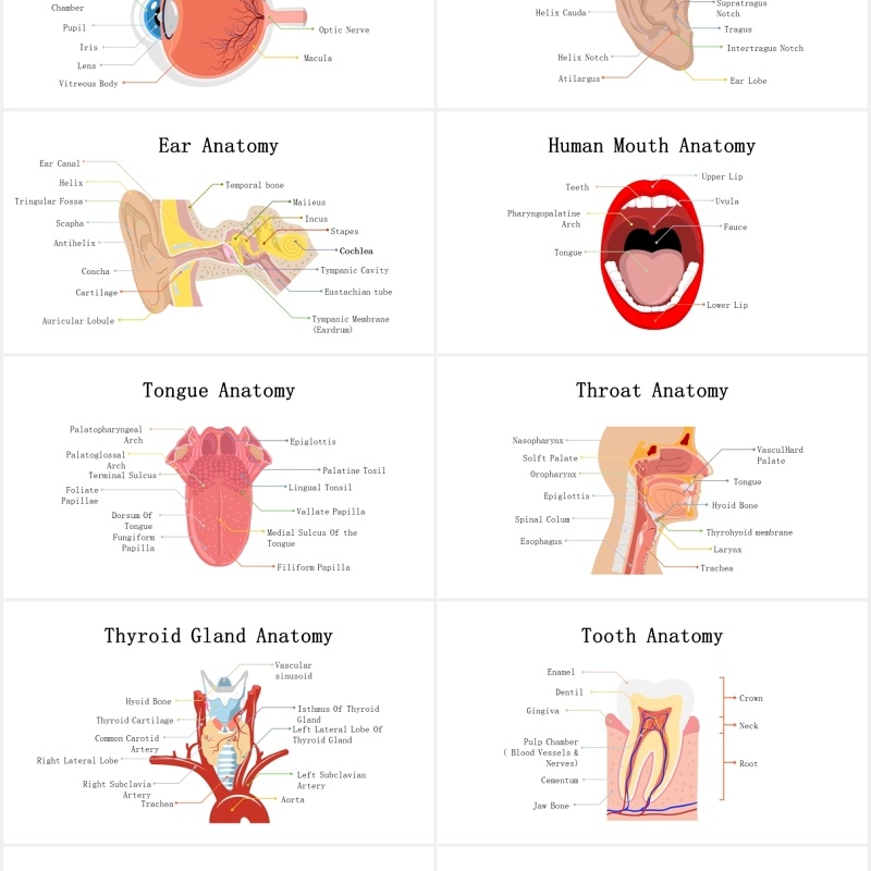 生物学医疗医院人体解剖学器官元素PPT素材Biology Human Anatomy For Powerpoint