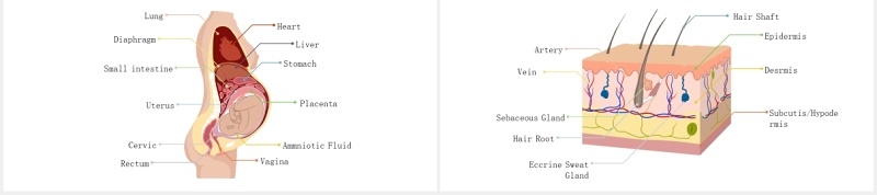 生物学医疗医院人体解剖学器官元素PPT素材Biology Human Anatomy For Powerpoint