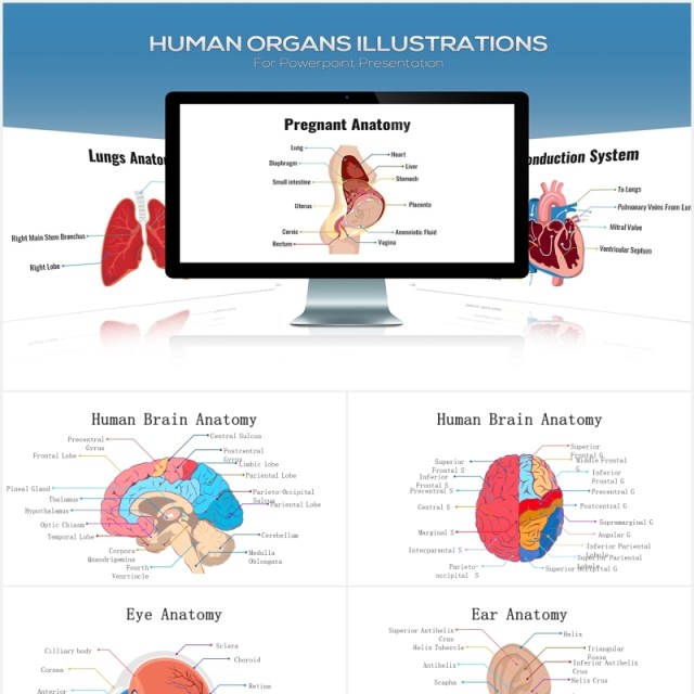 医疗医院生物人体器官大脑信息图表PPT素材元素Biology Human Organs For Powerpoint