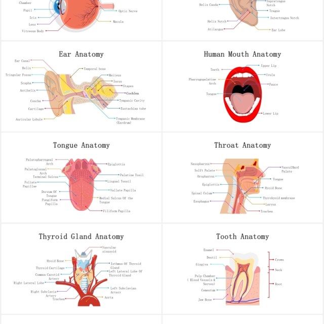 医疗医院生物人体器官大脑信息图表PPT素材元素Biology Human Organs For Powerpoint