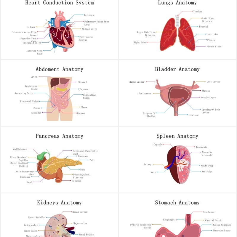 医疗医院生物人体器官大脑信息图表PPT素材元素Biology Human Organs For Powerpoint