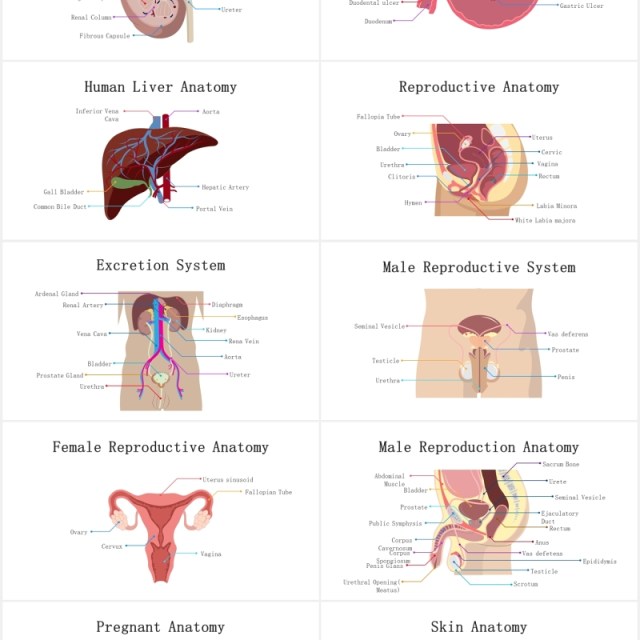 医疗医院生物人体器官大脑信息图表PPT素材元素Biology Human Organs For Powerpoint