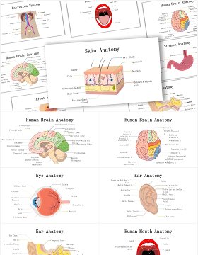 生物学医疗医院人体解剖学器官元素PPT素材Biology Human Anatomy For Powerpoint