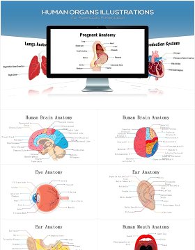 医疗医院生物人体器官大脑信息图表PPT素材元素Biology Human Organs For Powerpoint